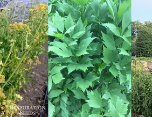 Old World Herbs for a New World: Lovage