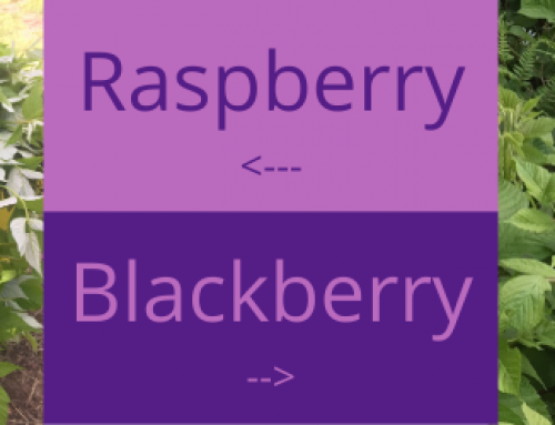 Raspberry and Blackberries