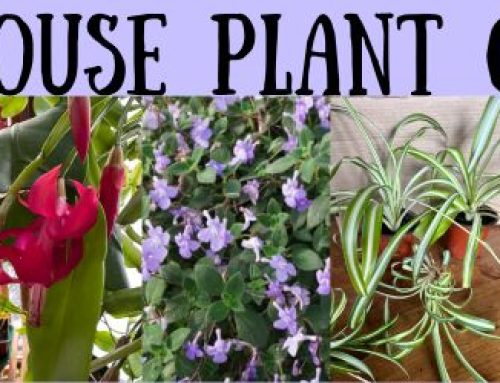 House Plant Care