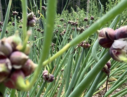 Walking Onions